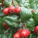 Crataegus laevigata 'Aurea' fruit